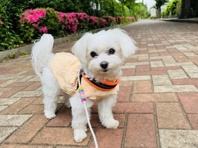 ペットと一緒にお住まいの方へ!防水スプレーを使う時の注意